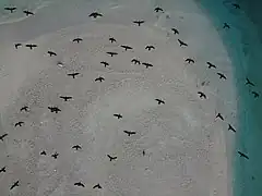 Flora, Fauna and landscapes from The Thirteen Islands of St. Brandon