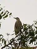 Indian pond heron, Jan '21