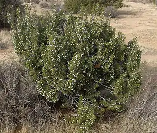 Shrub in Joshua Tree National&nbsp;Park, California