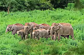 A herd of elephants in a forest