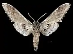 Male Langia zenzeroides formosana, underside