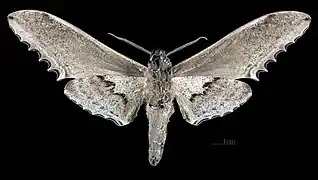 Male Langia zenzeroides zenzeroides, ventral view