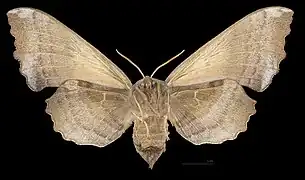 A female poplar hawk-moth, viewed from the front