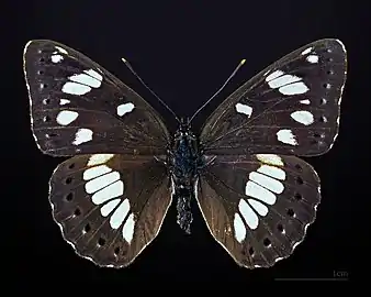Dorsal side