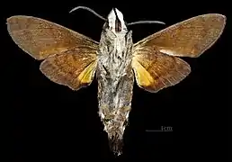 Male ventral