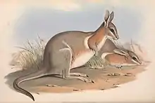 Brown wallabies