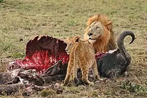 Male lion and cub feeding on a Cape buffalo, Sabi Sand Game Reserve
