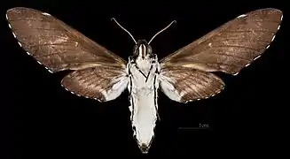 Manduca leucospila  ♀ △