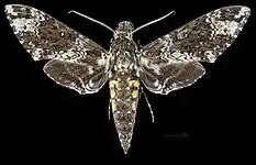 Manduca rustica cubana dorsal MHNT