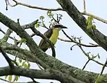 Boat-billed flycatcher (Megraynchus pitangua), Veracruz, Mex. (2011).