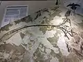 Microraptor specimen on the second floor.