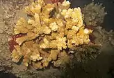 Branching colony of Montipora capitata in Hawaii