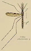 Coloured drawing of a mosquito displayed as a scientific specimen