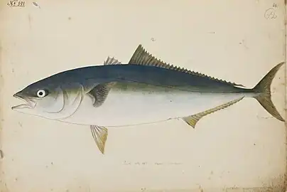 Japanese amberjack, painting by Kawahara Keiga (川原慶賀), 1823-1829