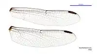 Male wings