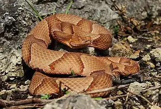 Eastern copperhead (Agkistrodon contortrix) Jefferson Co., Missouri (5 April 2015: 67&nbsp;°F) were previously classified as "Osage copperhead" (Agkistrodon contortrix phaeogaster).