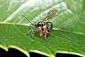 Brachyzapus nikkoensis depositing egg on a spider