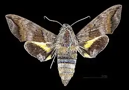 Perigonia lusca f. interruptaFemale dorsal view