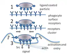 A cartoon: 1. The particle is depicted by an oval and the surface of the phagocyte by a straight line. Different smaller shapes are on the line and the oval. 2. The smaller particles on each surface join. 3. The line is now concave and partially wraps around the oval.Ernst & Stendahl 2006, p.&nbsp;6