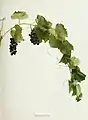 Photograph of Vitis rupestris from the book The Grapes of New York, 1908