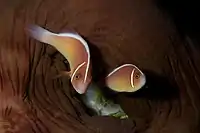 Two pink skunk clownfish (A.&nbsp;perideraion) and their closed host anemone, in Komodo