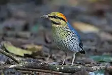 blue bird with yellow, orange and black head stands on leafy forest floor