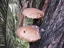 Pleurotus australis (brown oyster mushroom on peppermint tree), Callcup block, D'Entrecasteaux National Park, April 2017