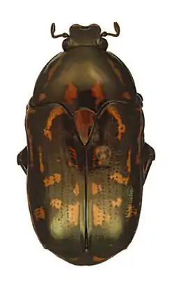 Poecilopharis allardi Holotype male