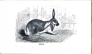 Half lop earsIllustration by E. Whimper, ca. 1862