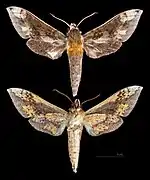 Rhagastis trilineata