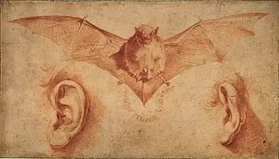 Study of Bat & Ears, ca. 1622, red chalk & wash,16 x 27.8&nbsp;cm., Metropolitan Museum of Art