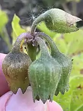 Ripe fruits of Physochlaina orientalis, showing nodding growth habit