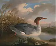 Robert Wilkinson Padley - A Goosander, 1817