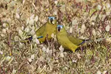 A greenish parrot on grass