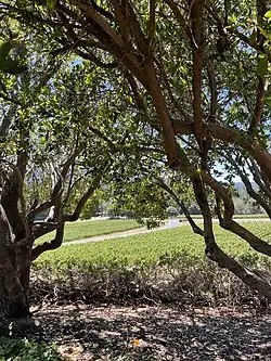 Vineyards in Philo at Roederer Estate in 2022.