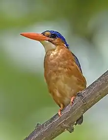 C. c. thomensis, São Tomé islandSão Tomé and Príncipe