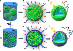 Schematic illustration showing the assembly, spatial organization and dual functionality of multicellular droplet-based living micro-reactors