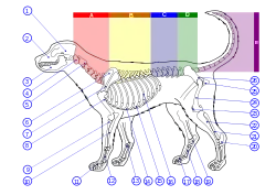 Image 58Skeleton of a dog. 1. Cranium 2. Maxilla 3. Mandible 4. Atlas 5. Axis 6. Scapula 7. Spine of scapula 8. Humerus 9. Radius 10. Ulna 11. Phalanges 12. Metacarpal Bones 13. Carpal Bones 14. Sternum 15. Cartilaginous part of rib 16. Ribs 17. Phalanges 18. Metatarsal Bones 19. Tarsal Bones 20. Calcaneus 21. Fibula 22. Tibia 23. Patella 24. Femur 25. Ischium 26. Pelvis (from Dog anatomy)