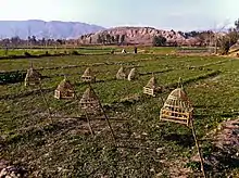 Image 10Songbirds in cages at a farm in Nangarhar Province, used for the pleasure of the site's farmers (from Culture of Afghanistan)
