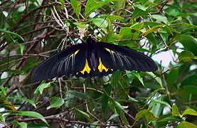 Southern birdwing, the largest butterfly in South India; wingspan: 140&nbsp;mm (5.5&nbsp;in) to 190&nbsp;mm (7.5&nbsp;in)
