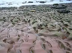 Shore platform at St Bees Head, UK