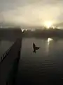 Swallow in the mist of dawn, Pumphouse Point, Lake St Clair