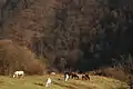 Horses grazing