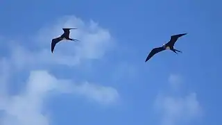 Magnificent frigatebird, North Seymour Island