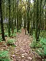 Footpath through a plantation east of Newchurch
