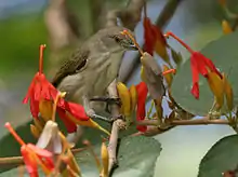 Thick-billed Flowerpecker Dicaeum agile on Helicteres isora in Narsapur, India.