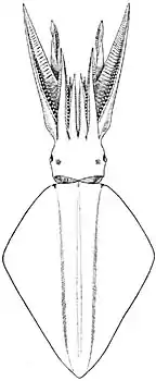 The diamondback squid, Thysanoteuthis rhombus, has full-length rhomboid fins