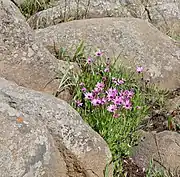 In the wild in South Africa
