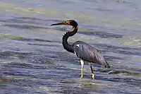 Tricolored heron