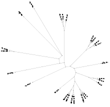 Phylogenetic tree of type 1 paracaspases.